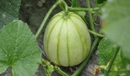 吃茄瓜的网红是谁啊图片,美味瞬间引爆网络